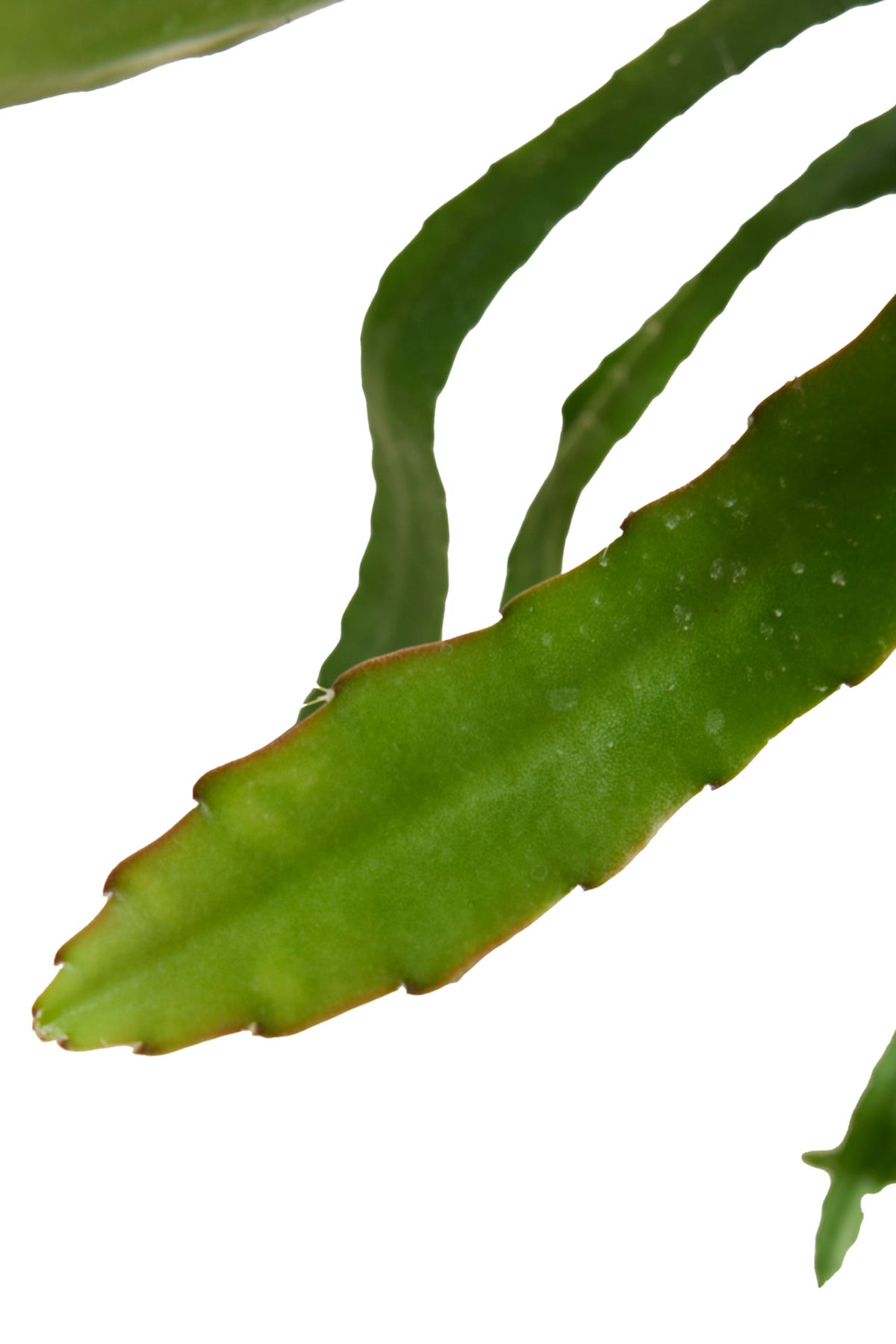 Disocactus (Epiphyllum) ackermannii 'Red tip' Large -  Plant Circle.