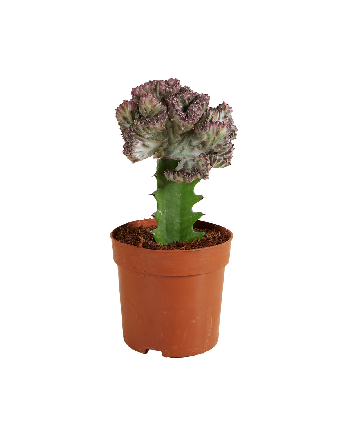 Euphorbia lactea f. crestata Medium -  Plant Circle.