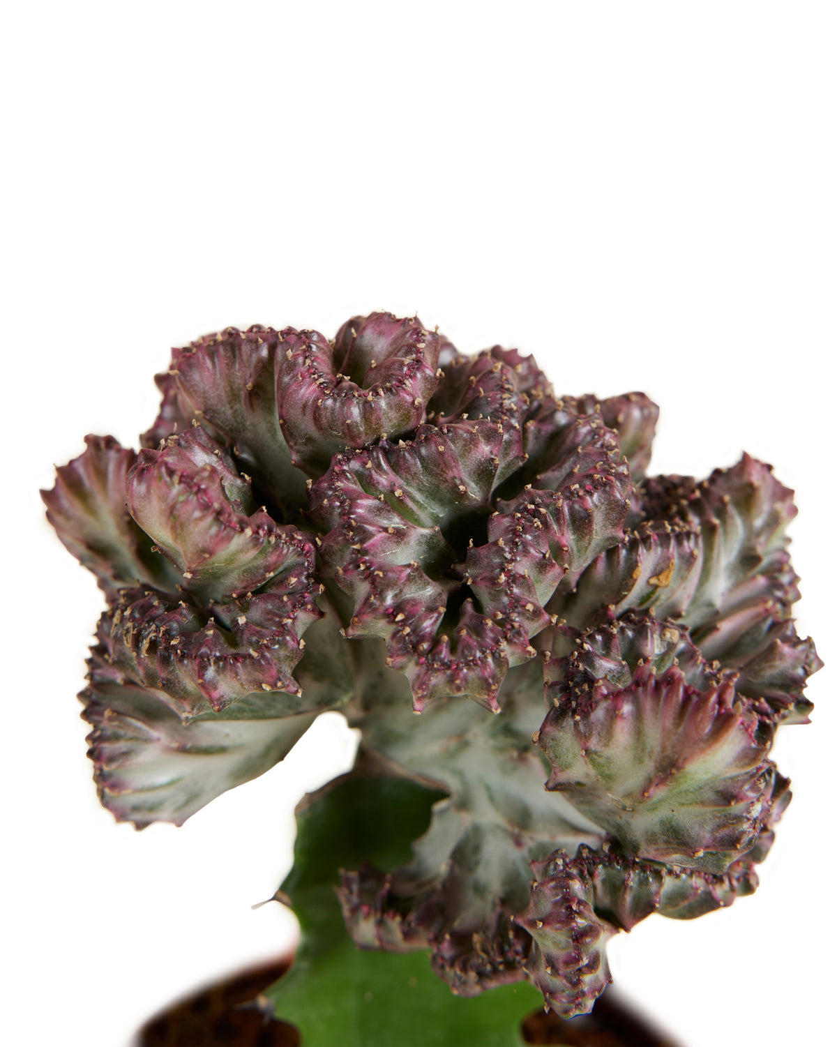 Euphorbia lactea f. crestata Medium -  Plant Circle.