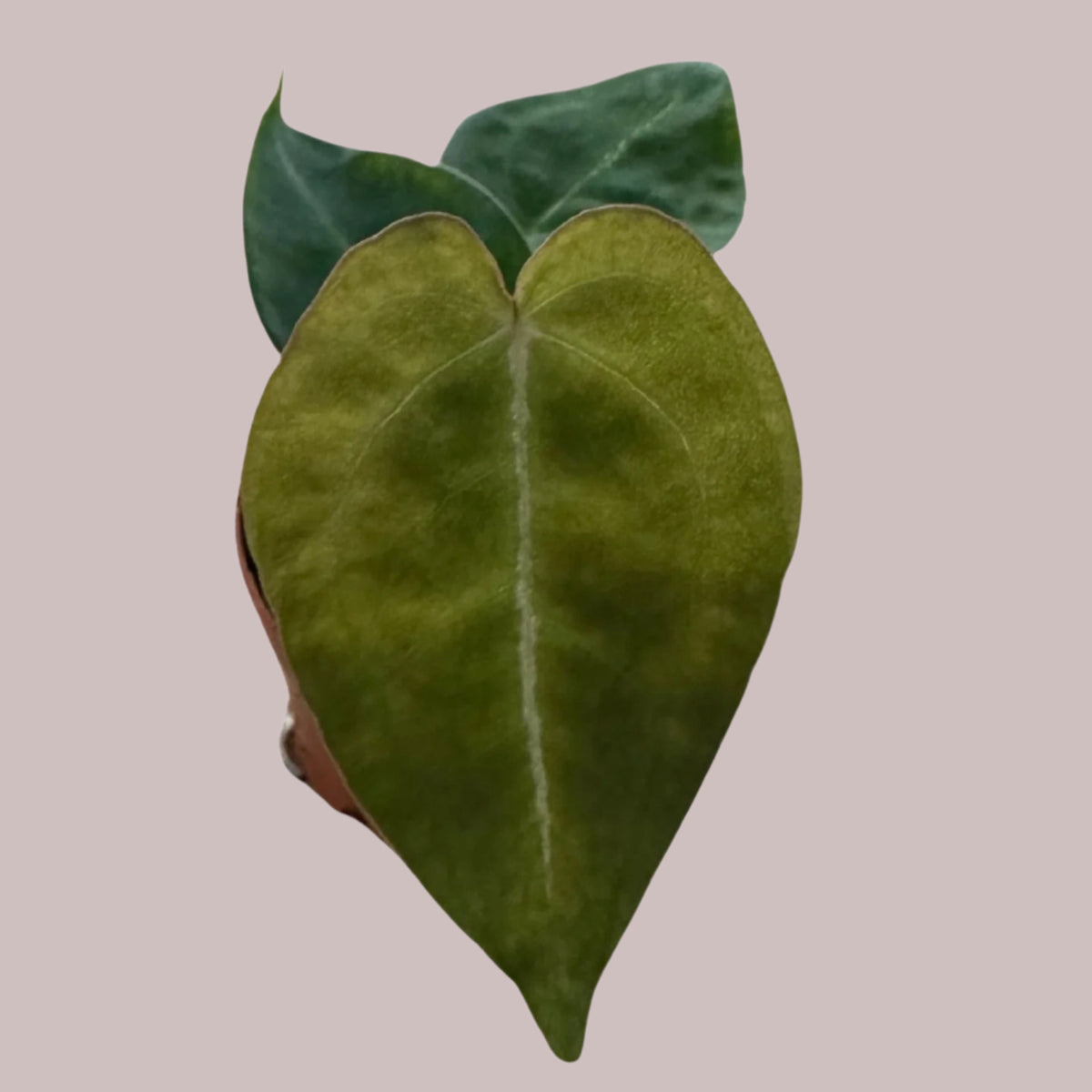 Anthurium Forgetti Baby -  Plant Circle.