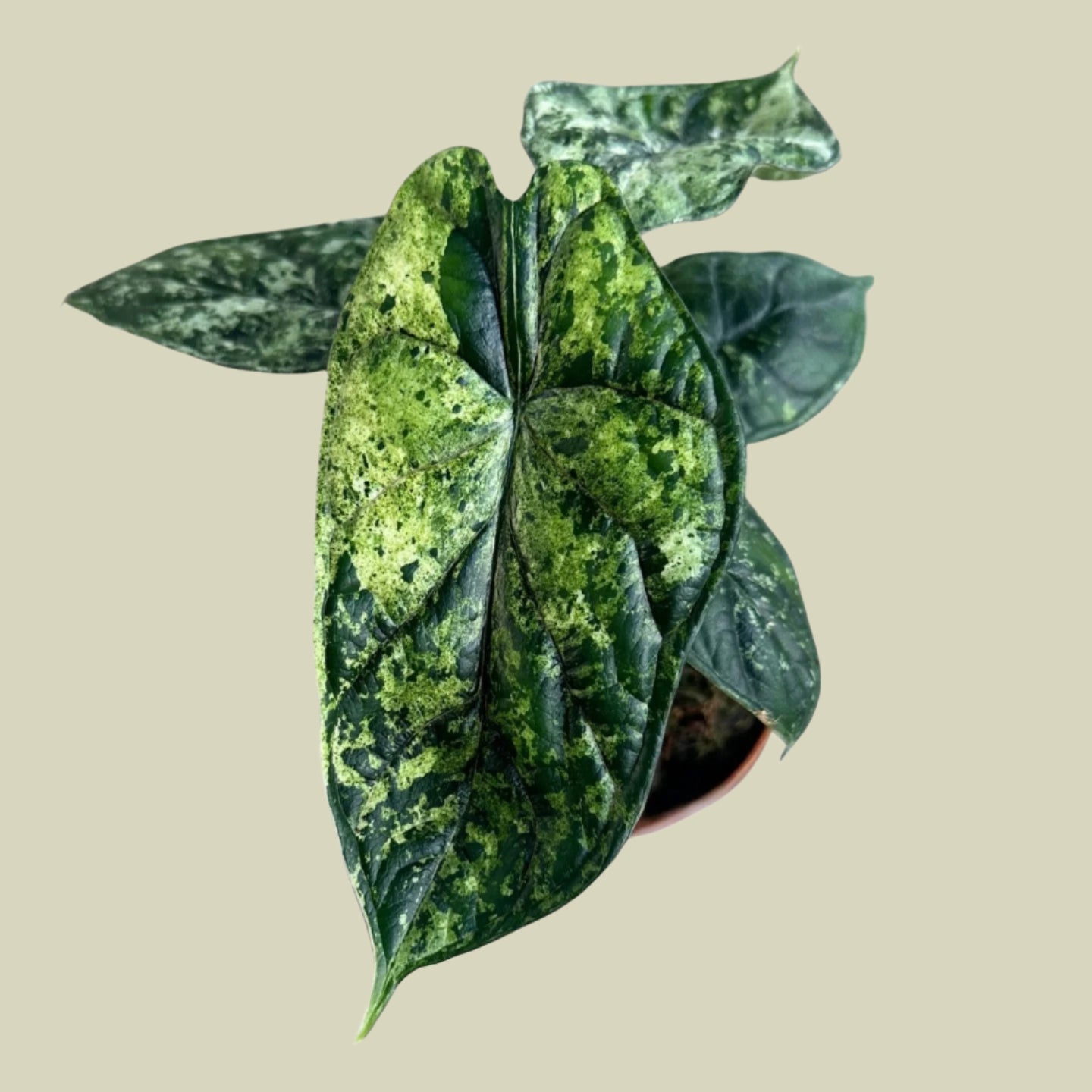 "Beautiful Alocasia baginda 'Dragon scale' Mint Variegata, 25cm tall in a 12cm pot, ideal for indoor collections."