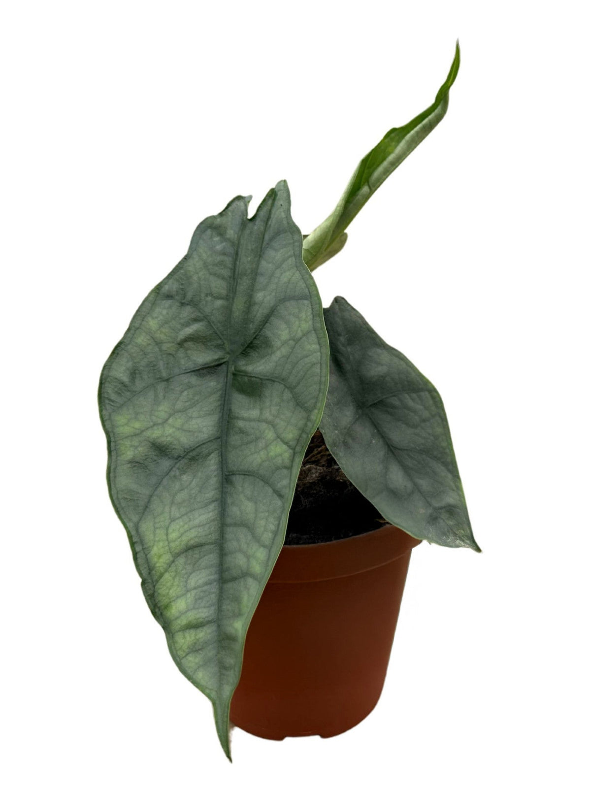 alocasia dragons breath
