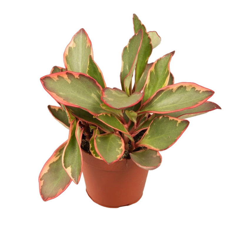 Peperomia Clusifolia 'Jellie' Medium by Plant Circle -  Plant Circle.