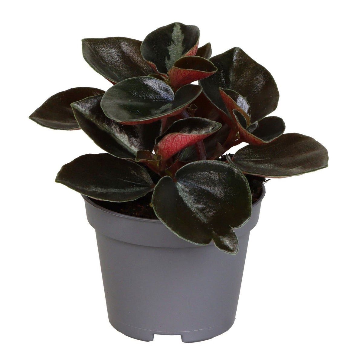 Peperomia metallica 'Colombiana' Baby by Plant Circle -  Plant Circle.