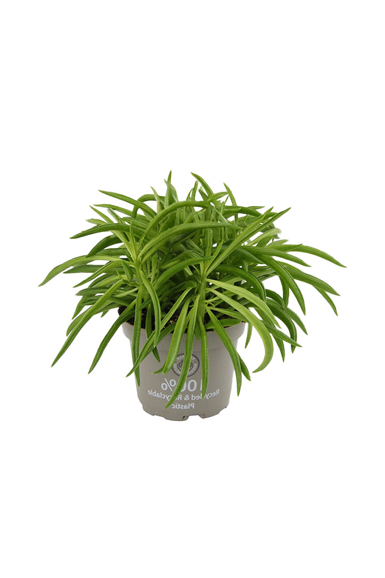 Peperomia ferreyrae 'Happy Bean' aka Nevada Medium by Plant Circle – Approx. 25 cm height by Plant Circle – 12.0cm Pot