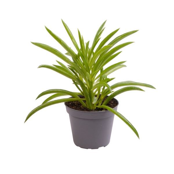 Peperomia ferreyrae 'Happy Bean' aka Nevada Baby -  Plant Circle.