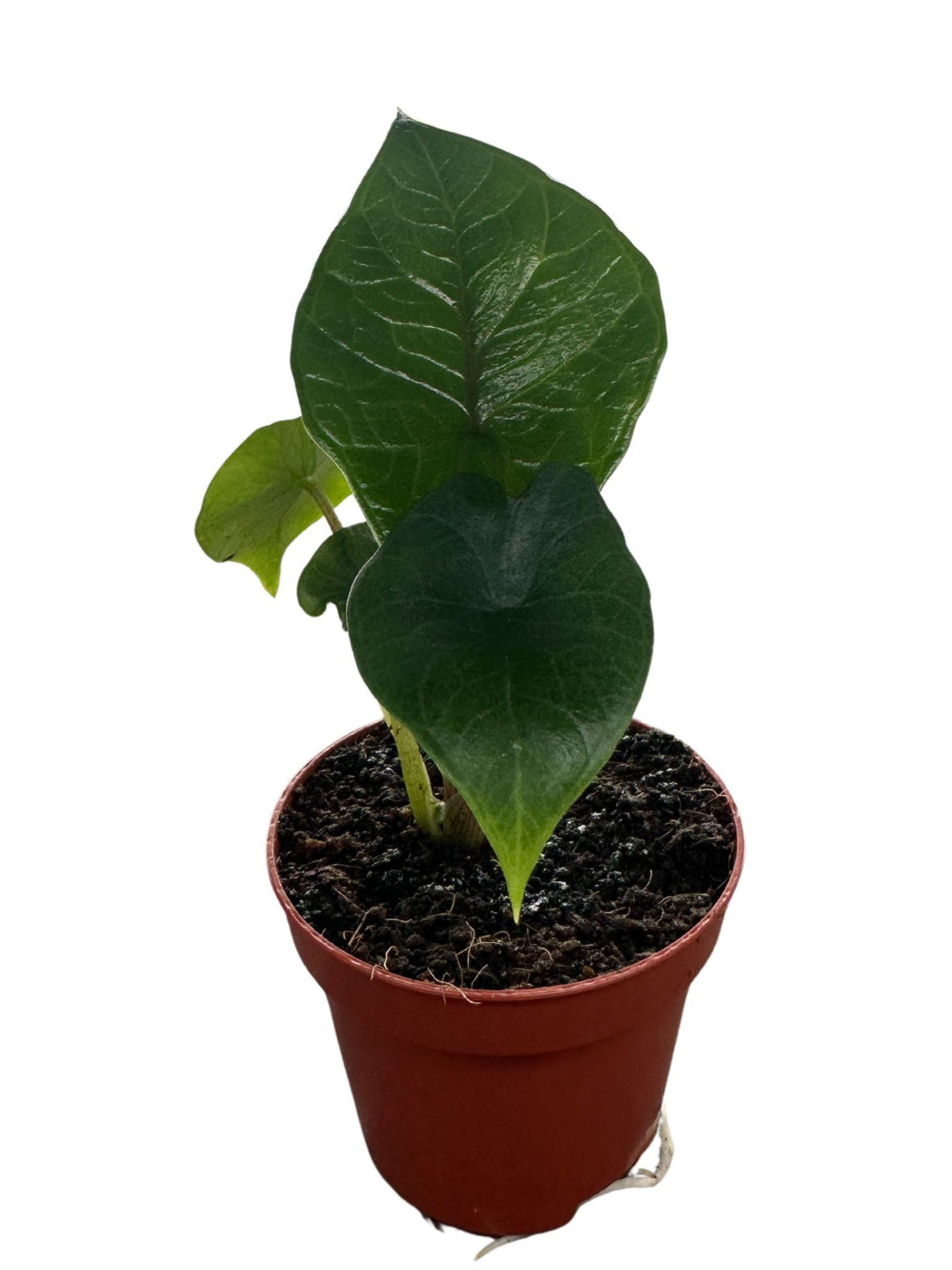 Alocasia Scalprum Baby