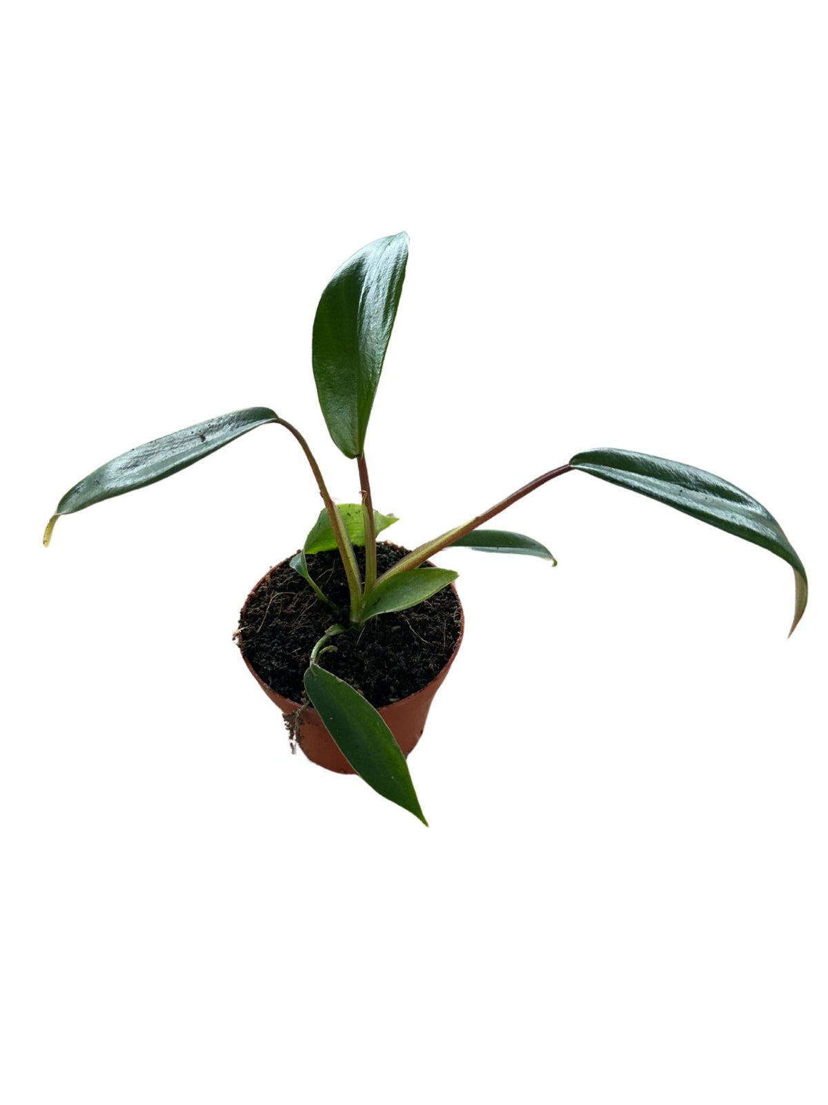 philodendron joepii mature Philodendron Joepii Baby