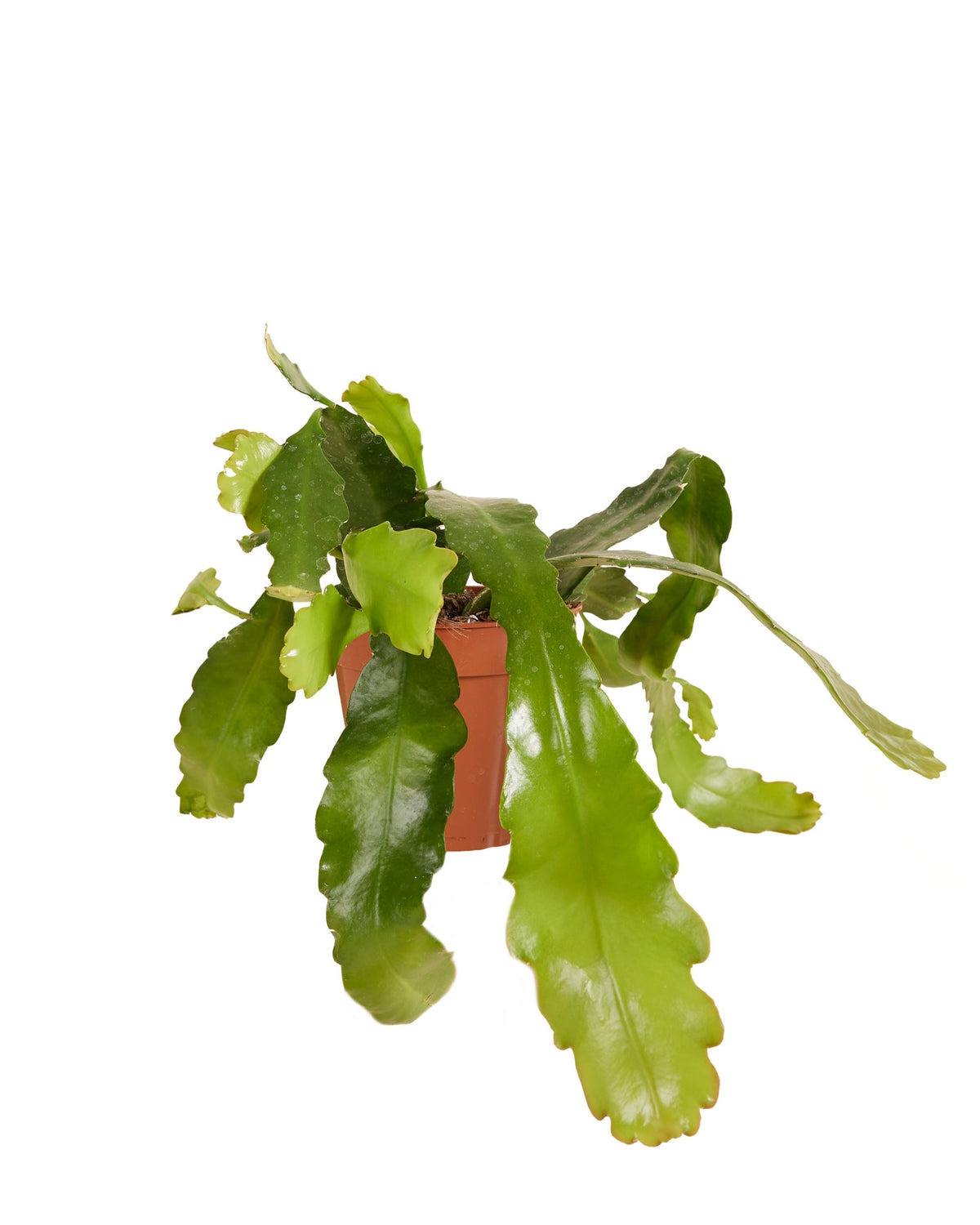 Epiphyllum 'Fruhlings Gold' Medium -  Plant Circle.