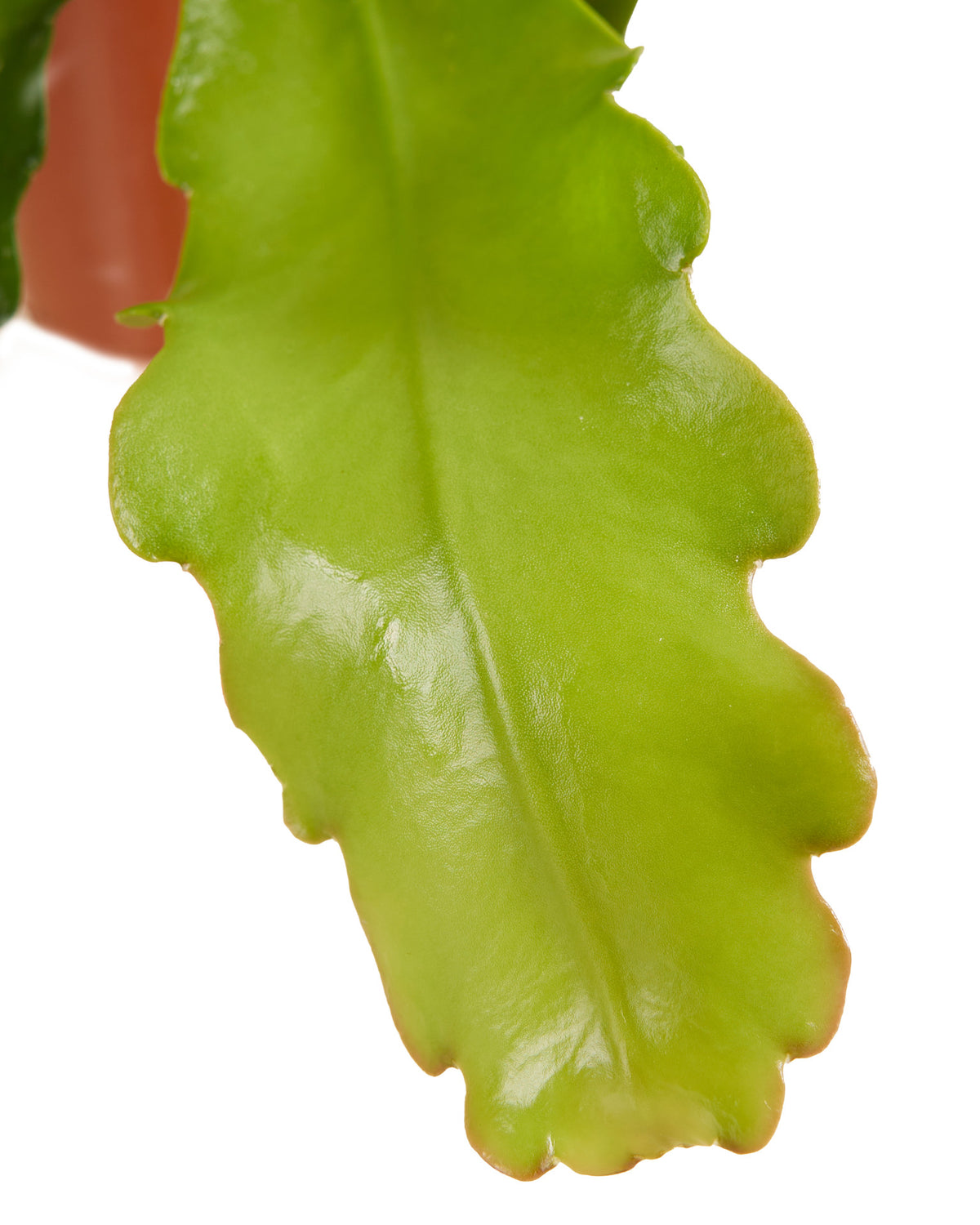 Epiphyllum 'Fruhlings Gold' Medium -  Plant Circle.