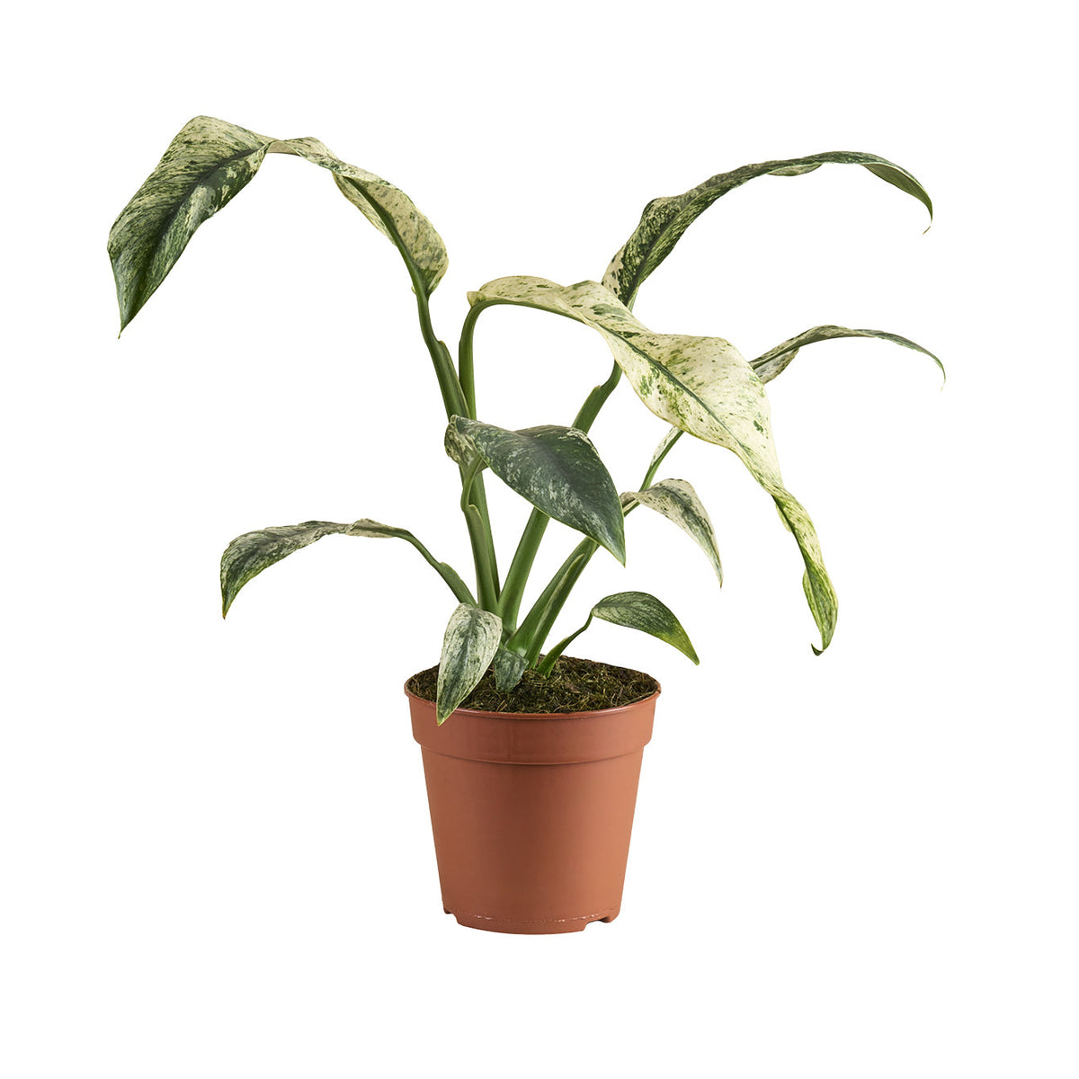 Rhaphidophora puberula 'variegata' - Medium -  Geen.