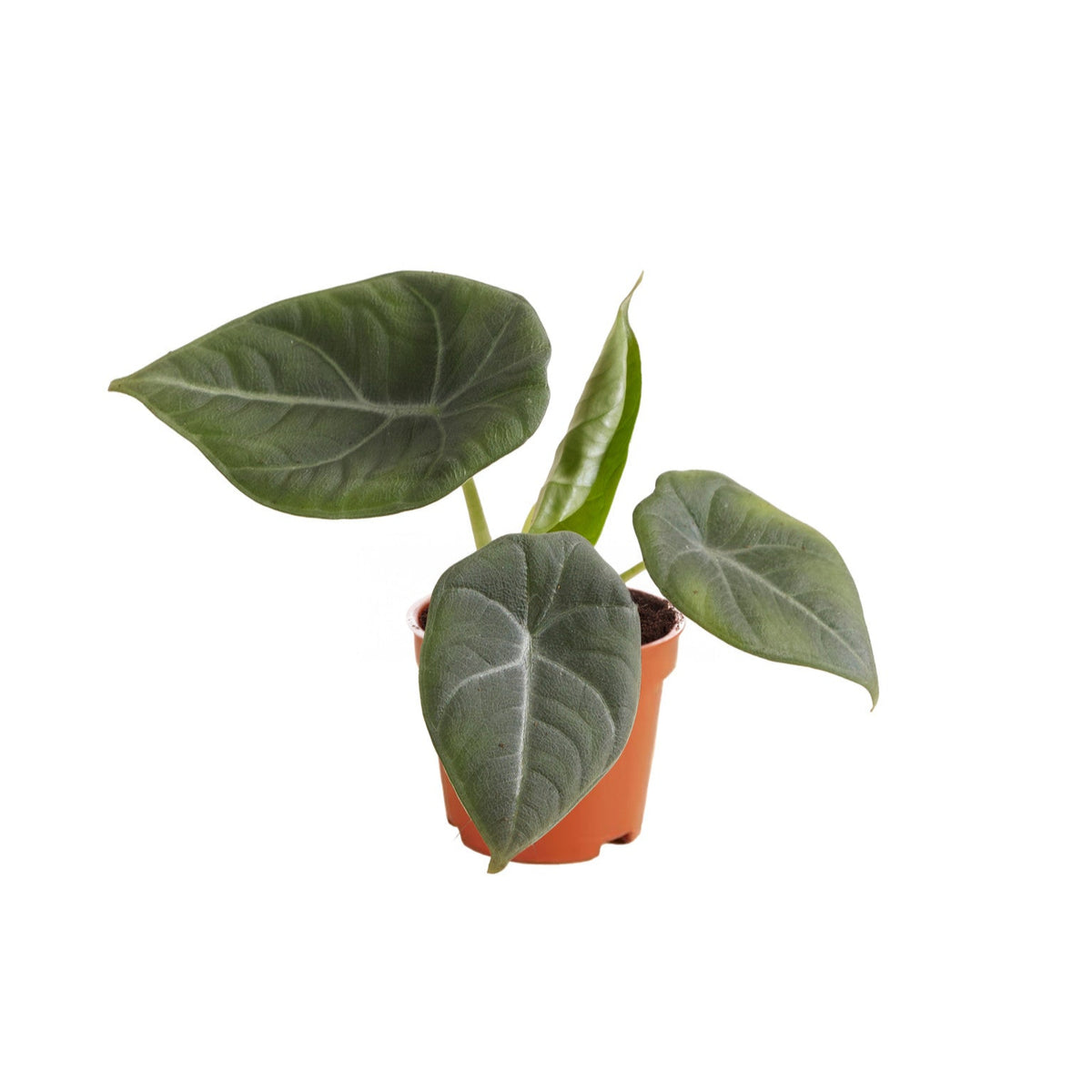 Alocasia 'Maharani' Baby -  Plant Circle.