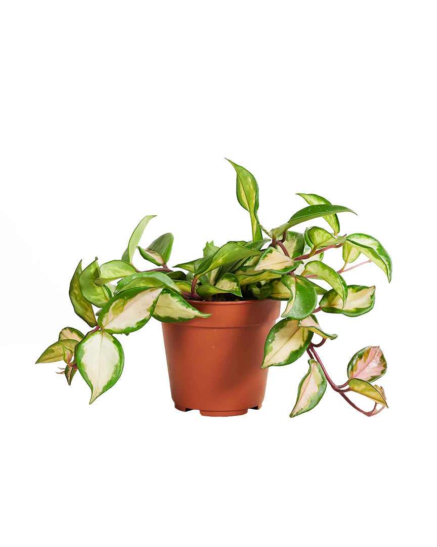 Hoya Carnosa 'Tricolor' Medium
