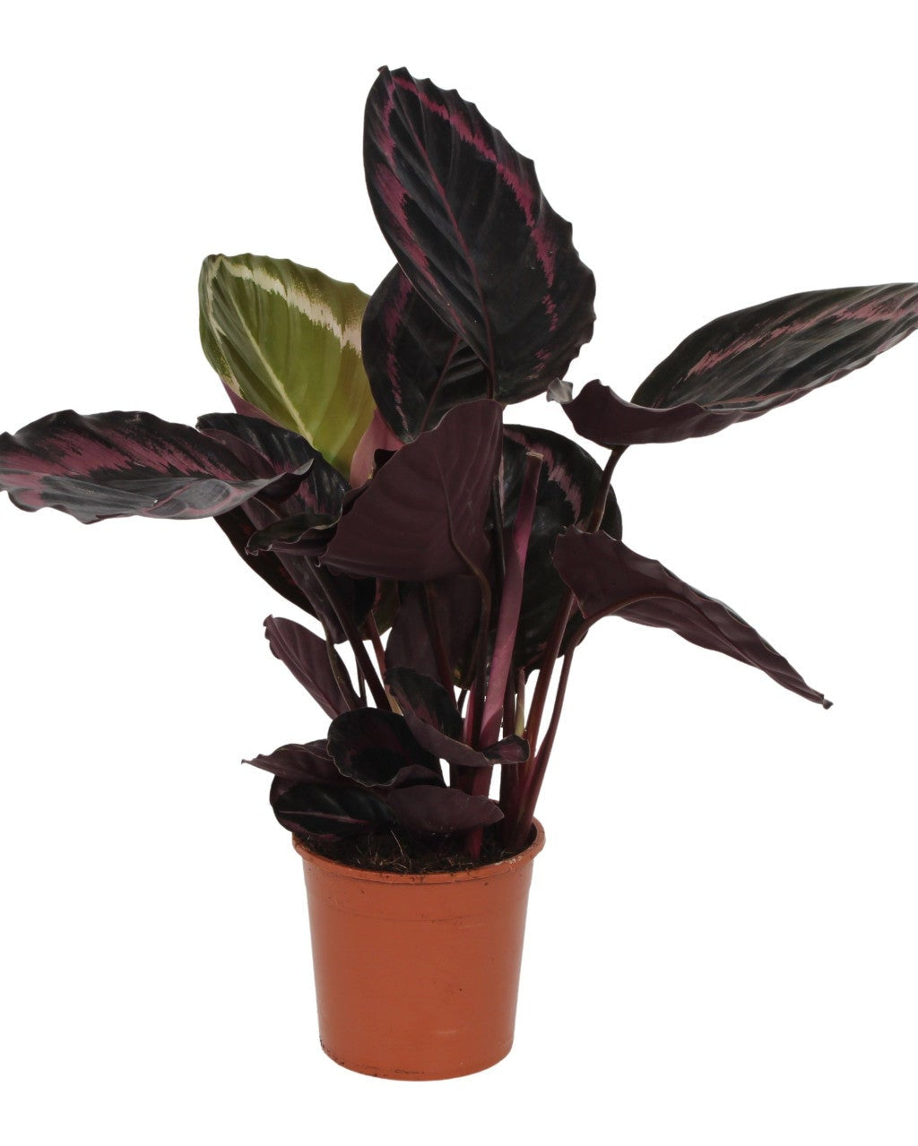 Goeppertia (Calathea) roseopicta 'Surprise Star' ('Princess Jessie') Large