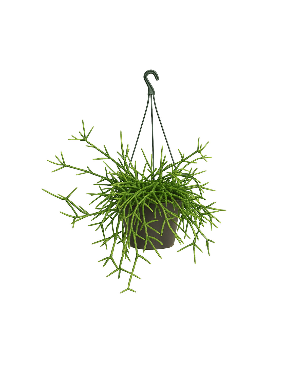 Rhipsalis teres f. prismatica Large -  Plant Circle.