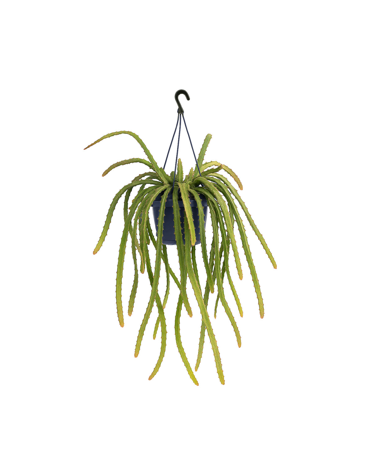 Rhipsalis Monacantha Medium -  Plant Circle.