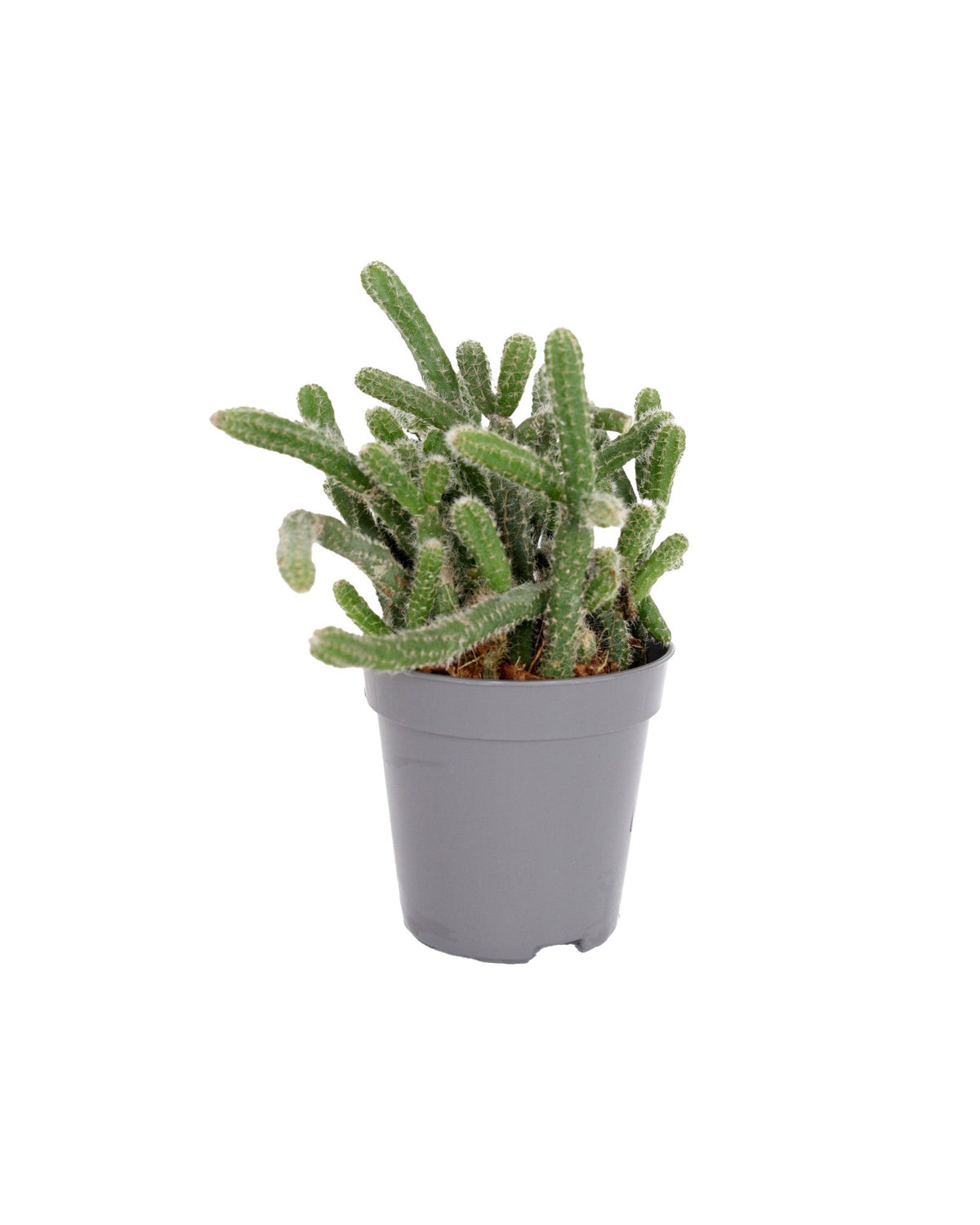 Rhipsalis baccifera ssp. horrida baby