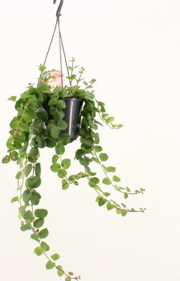 Aeschynanthus radicans ‘Pink Polka’ Large -  Plant Circle.