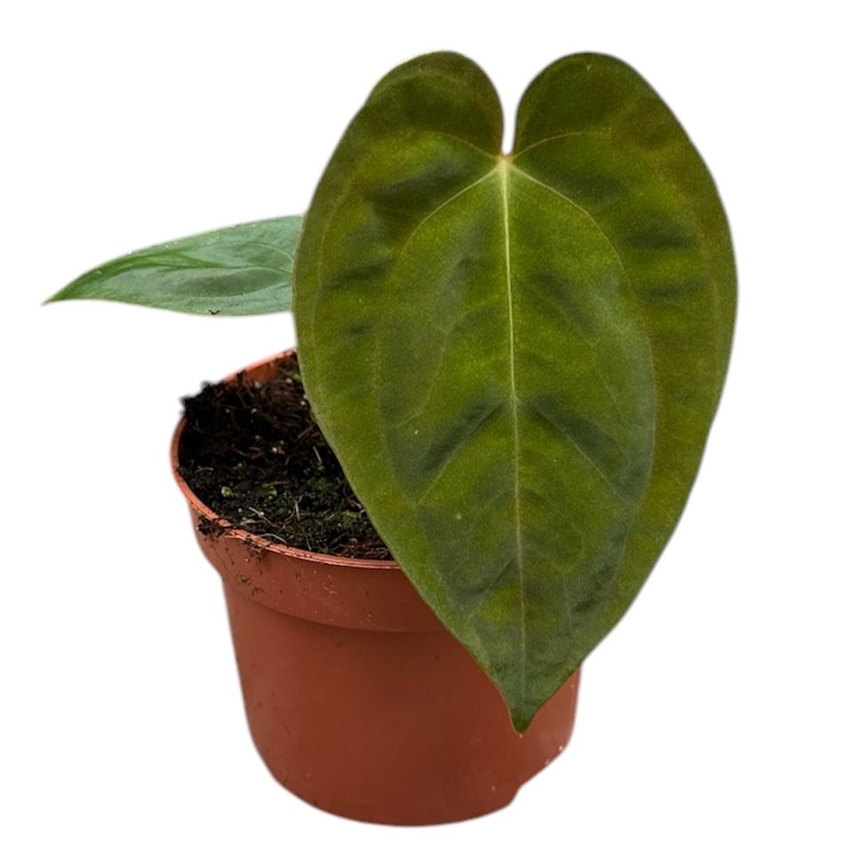 Anthurium Papillilaminum Small -  Plant Circle.