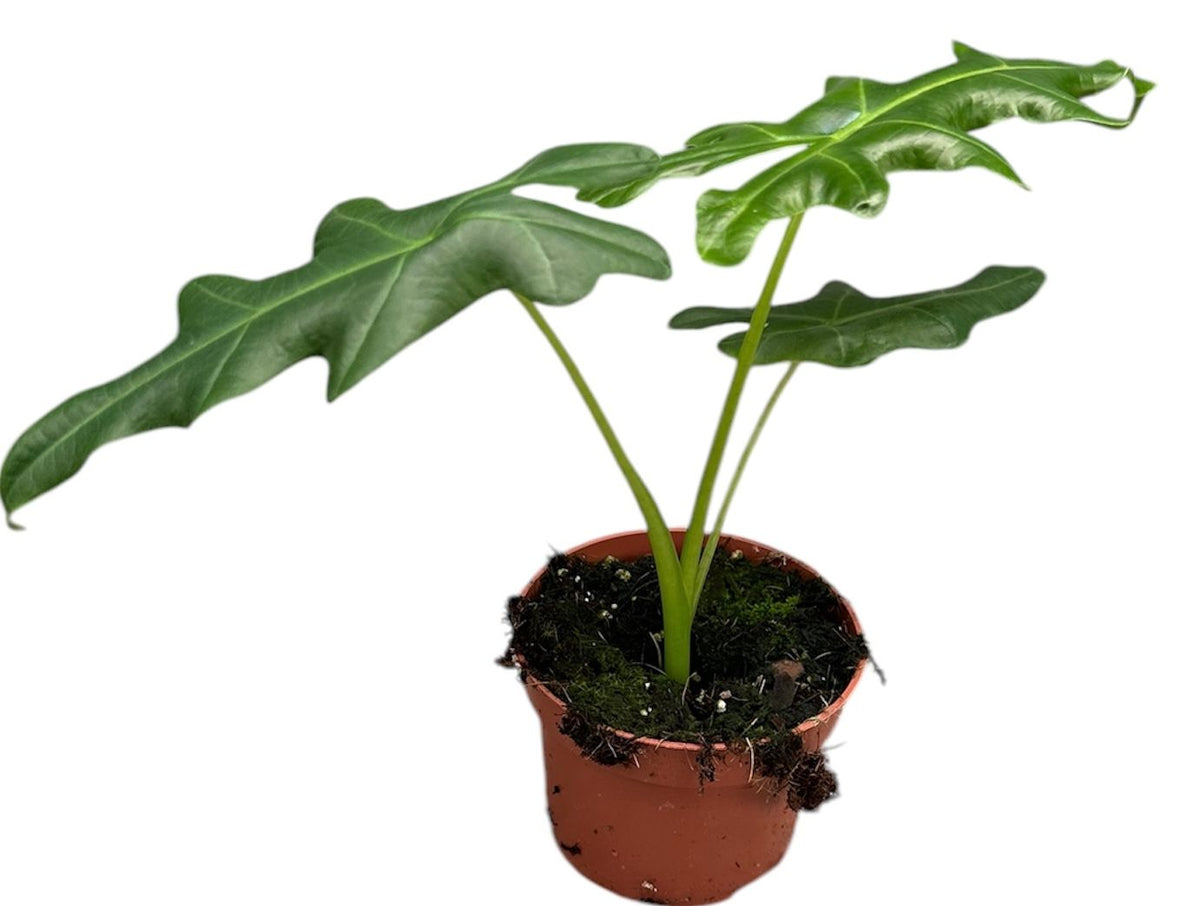 Alocasia Portei 