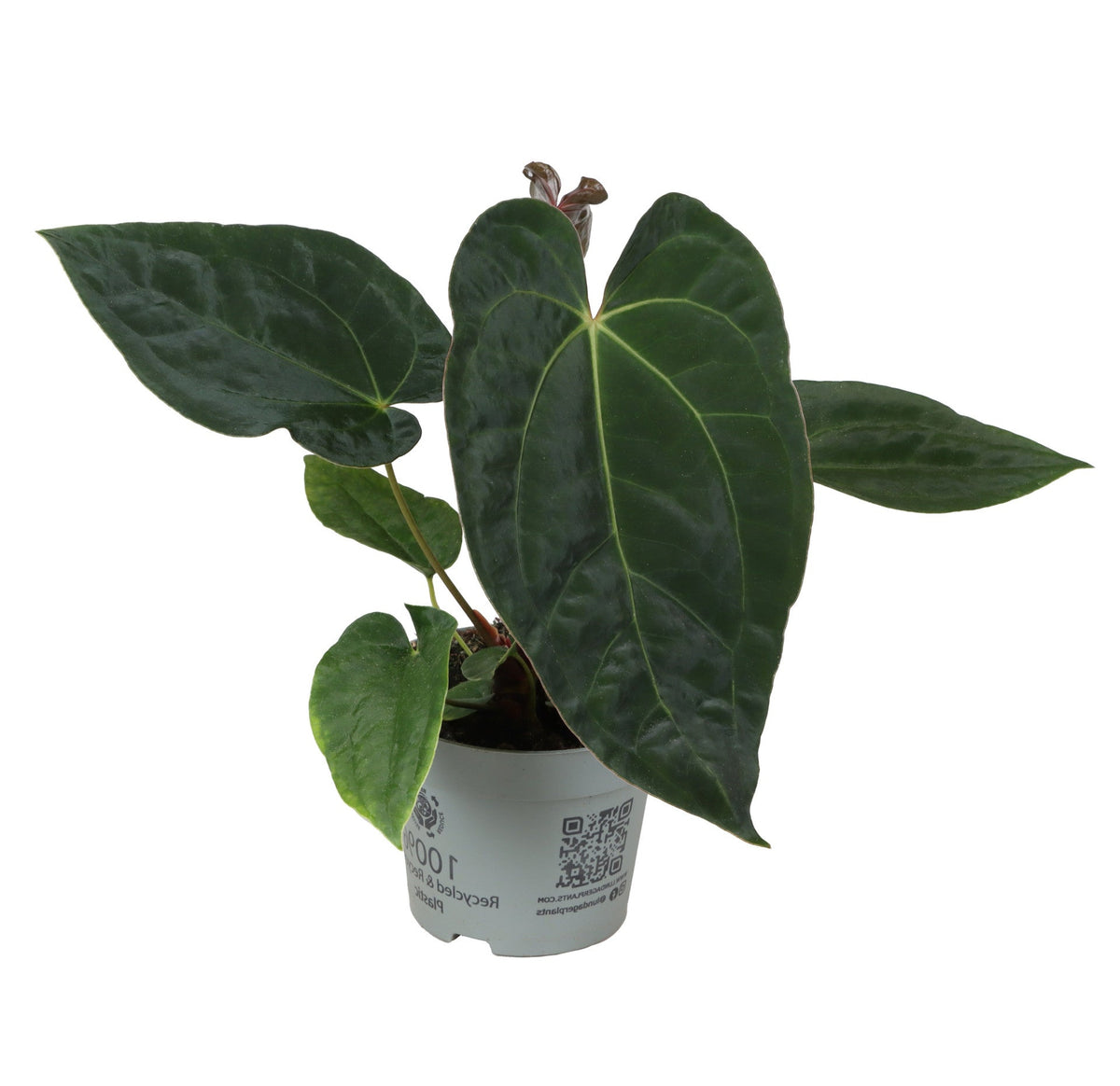 Anthurium 'Dark Phoenix' (papillilaminum x dressleri) Medium -  Plant Circle.