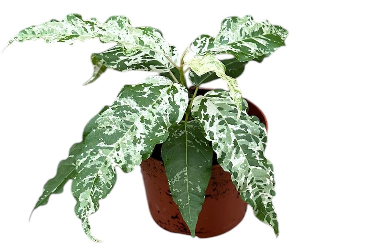 Ficus virens 'Snowstorm'