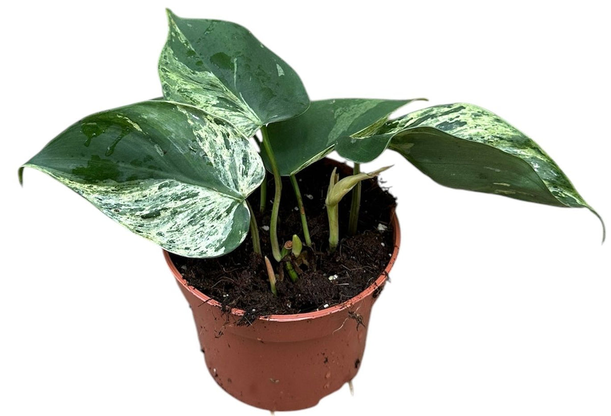 variegated heartleaf philodendron Philodendron Hederaceum Oxycardium Variegata (Heart leaf philodendron)