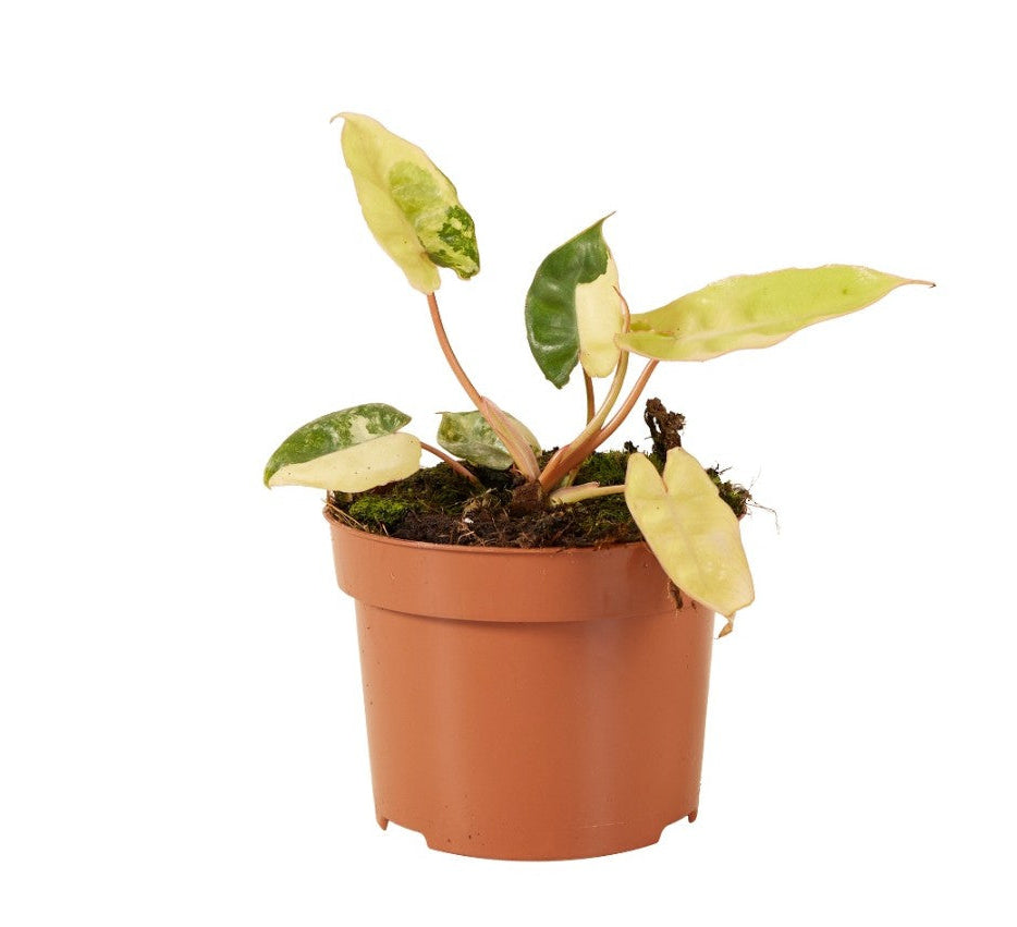 Rare Philodendron Billietiae Variegata S -  Geen.