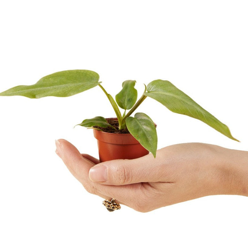 Philodendron maximum baby plant in hand, showing scale and healthy elongated leaves.
