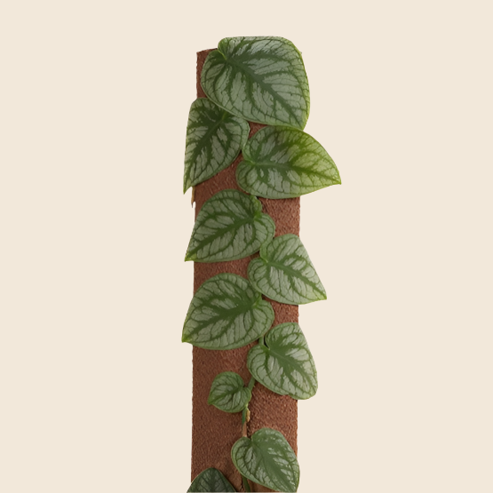 monstera dubia shingle plant Monstera Dubia Medium
