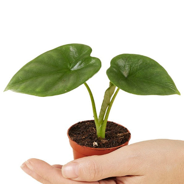 Alocasia 'Lukiwan' (sinuata x alba) Baby -  Geen.