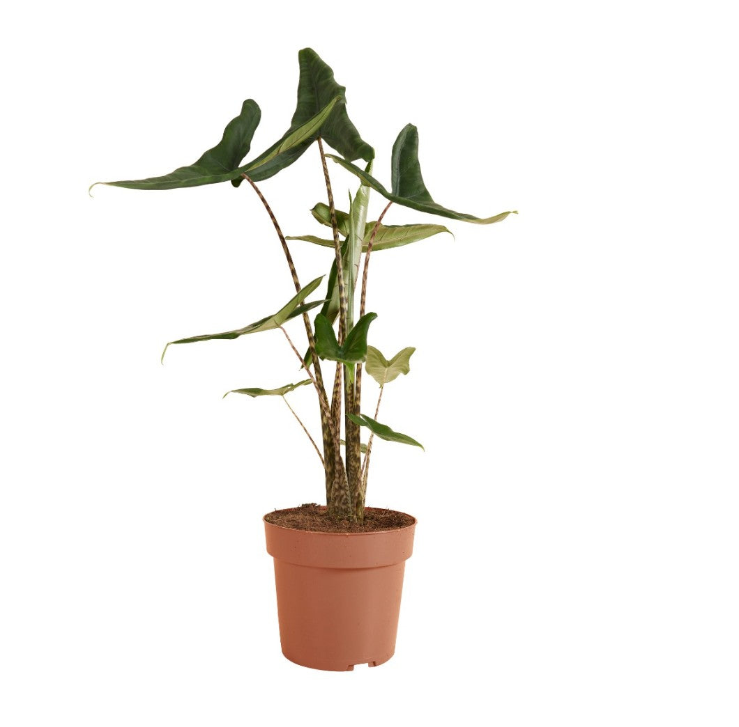 elephant ear tiger plant Alocasia zebrina 'Tigrina Superba' Large
