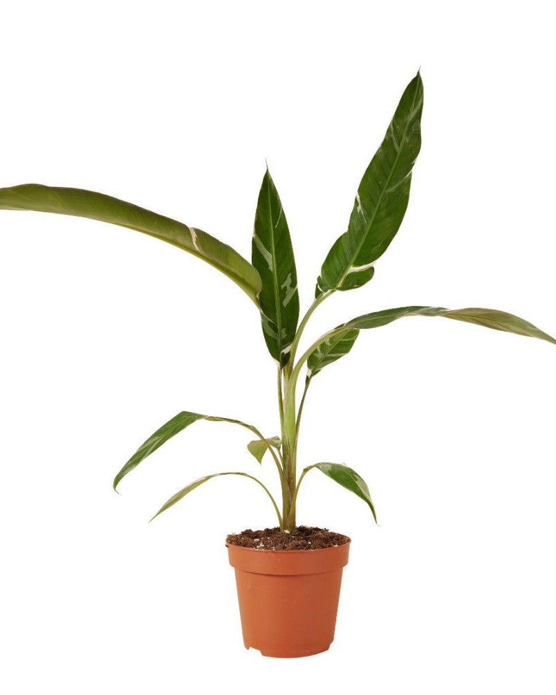 Healthy Musa × paradisiaca ‘Ae Ae’ Large in a nursery pot. A perfect rare variegated banana plant for your indoor houseplant collection.