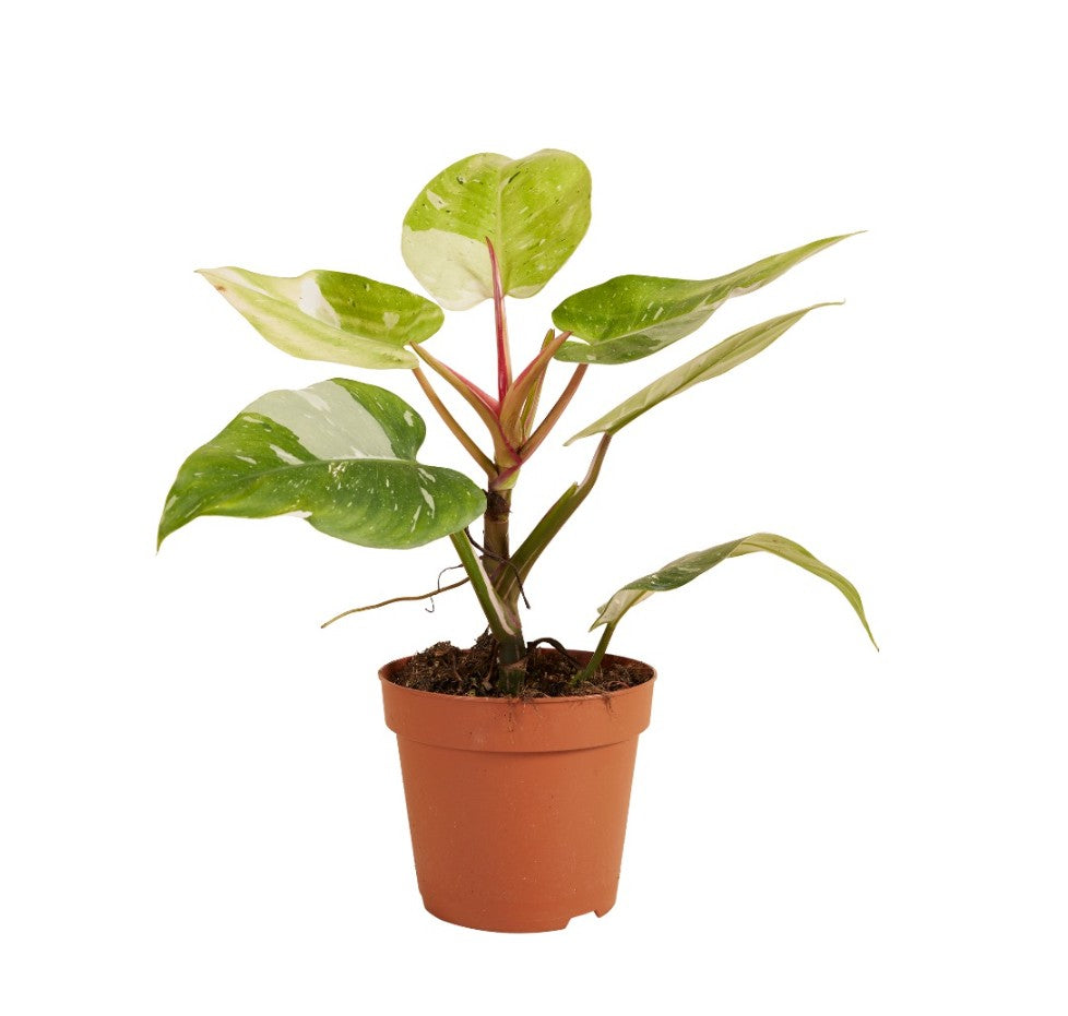 Philodendron 'Fresh Aurea' ('White Princess Aurea Tricolor') Large -  Geen.