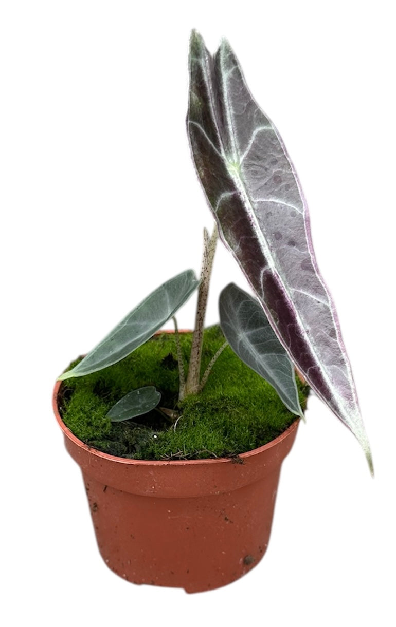 Alocasia Longiloba 'Purple' 
