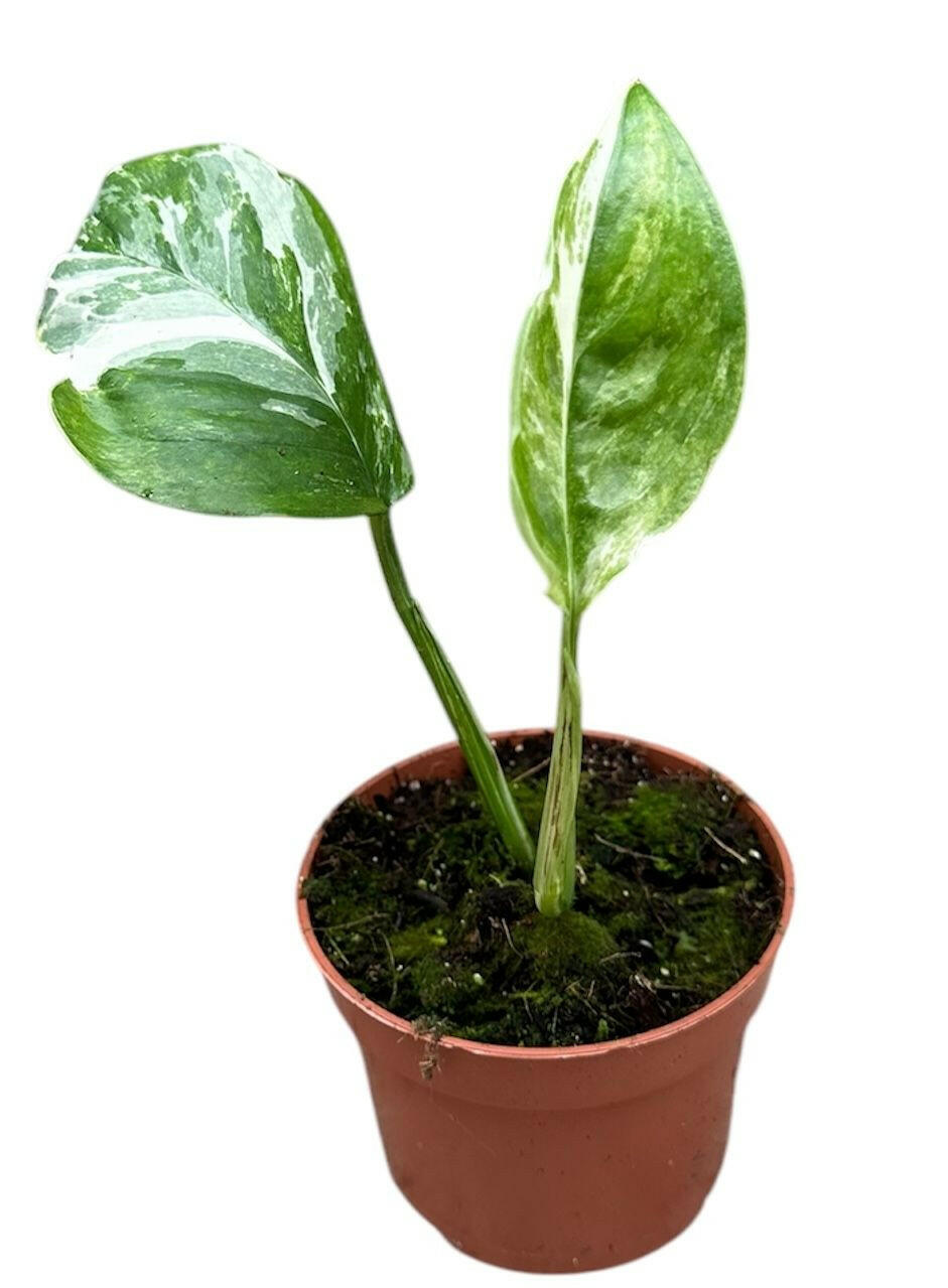 Monstera Lechleriana Variegata Small -  Plant Circle.