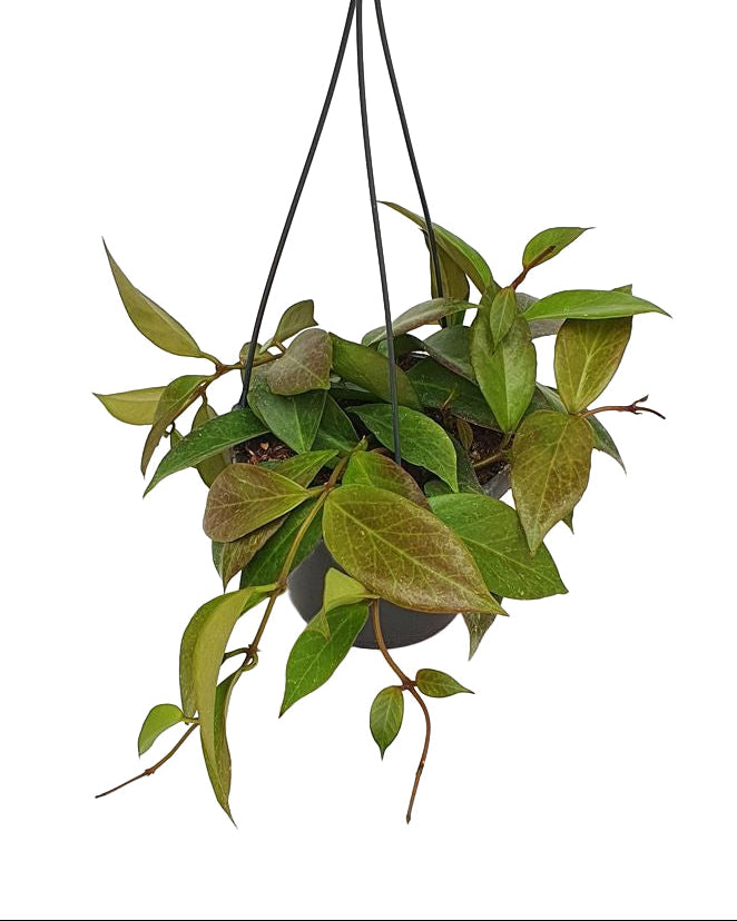 Hanging potted Hoya 'Sunrise'  with green leaves on a white background