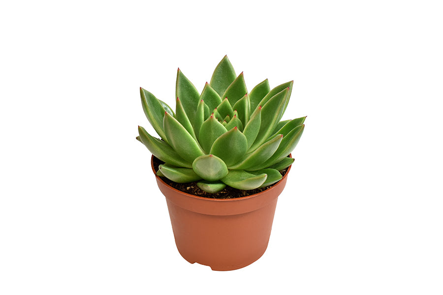 echeveria miranda succulent Echeveria 'Miranda' Small