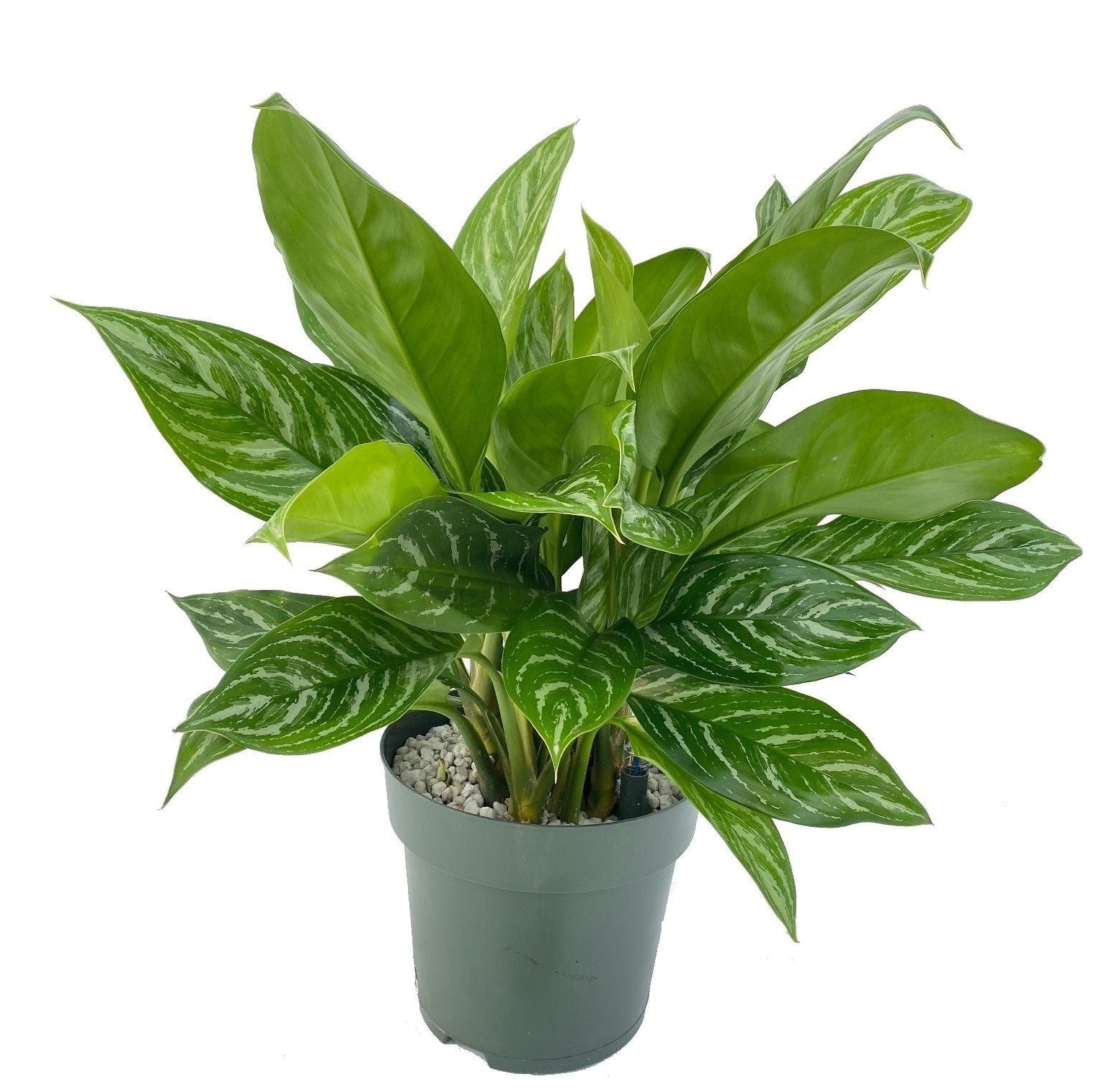 Aglaonema 'Stripes' is an easygoing aroid with unique foliage