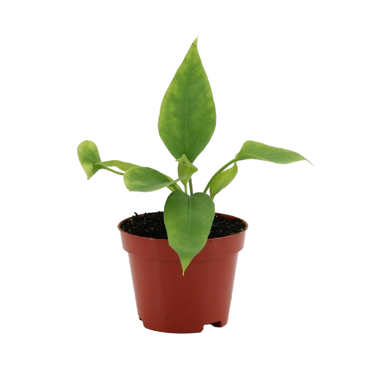 Anthurium Vittarifolium