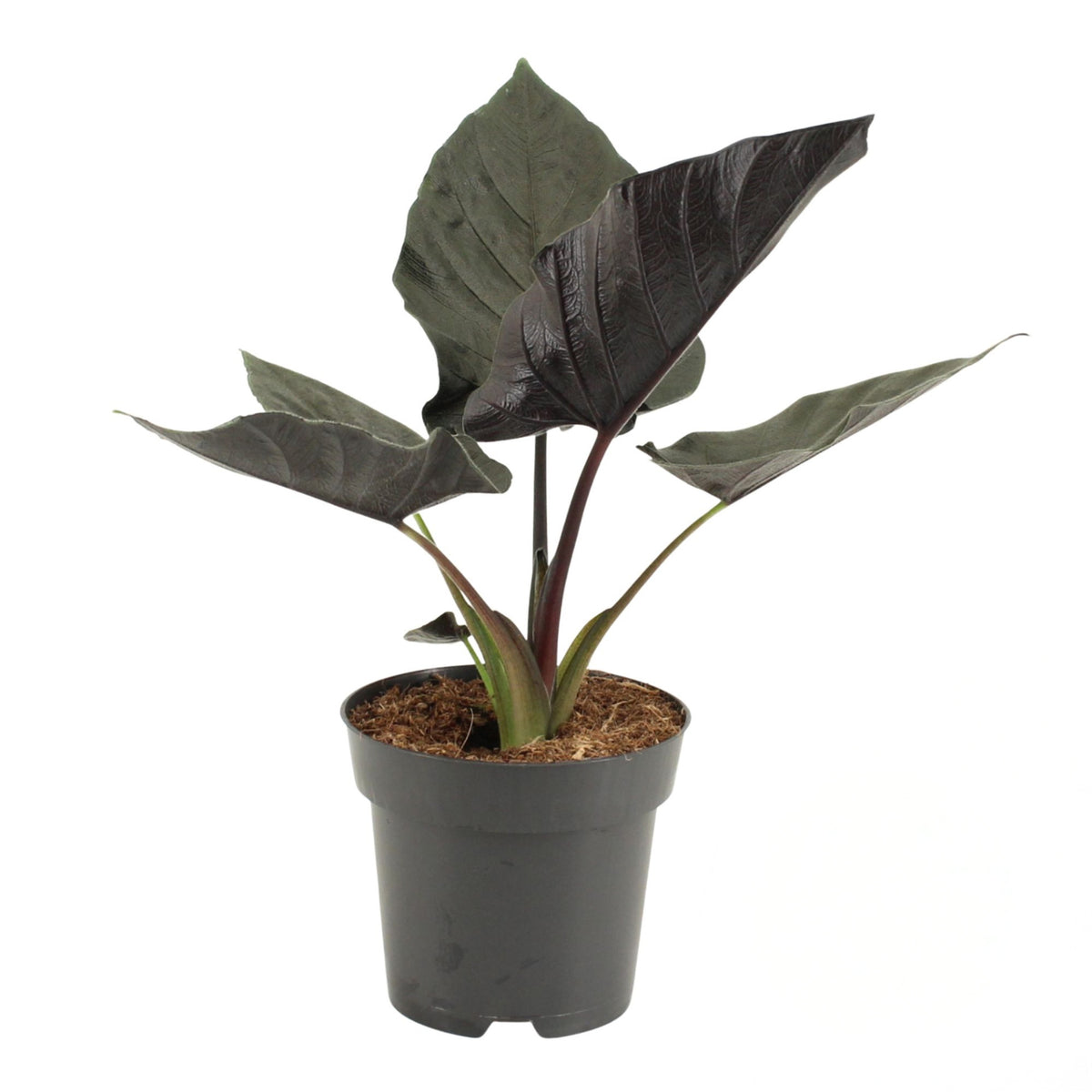 Alocasia 'Antoro Velvet' 