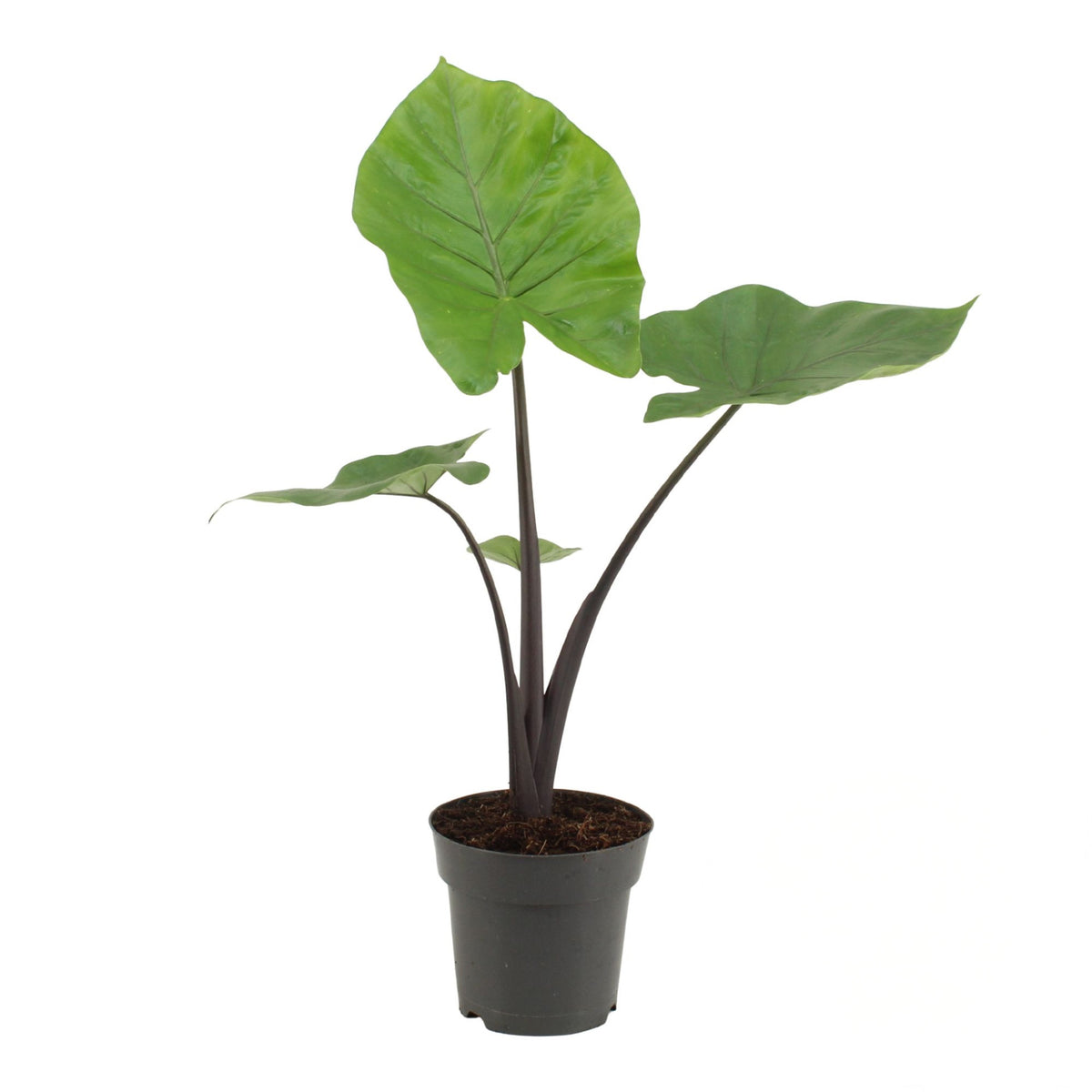 Alocasia black cobra in 17cm nursery pot with deep colored near-black stems