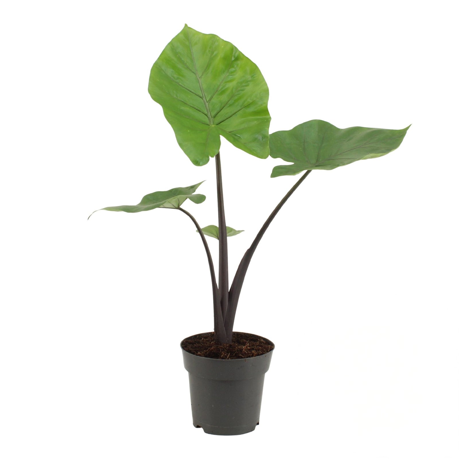 Alocasia black cobra in 17cm nursery pot with deep colored near-black stems