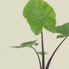 Large healthy alocasia black cobra with deep near-black stems