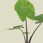 Large healthy alocasia black cobra with deep near-black stems