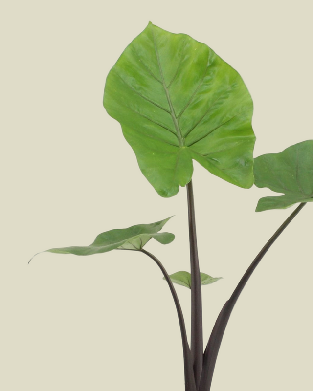 Large healthy alocasia black cobra with deep near-black stems