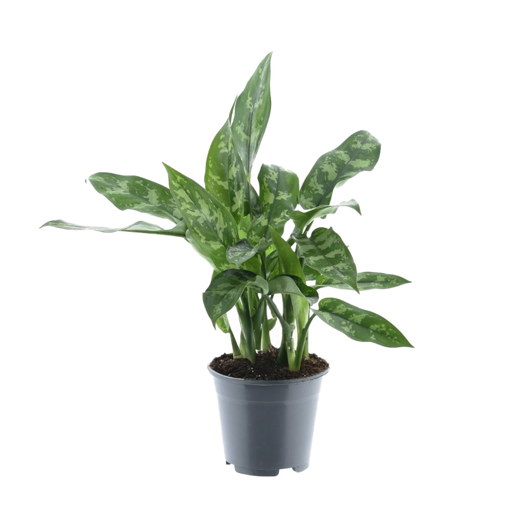 aglaonema maria