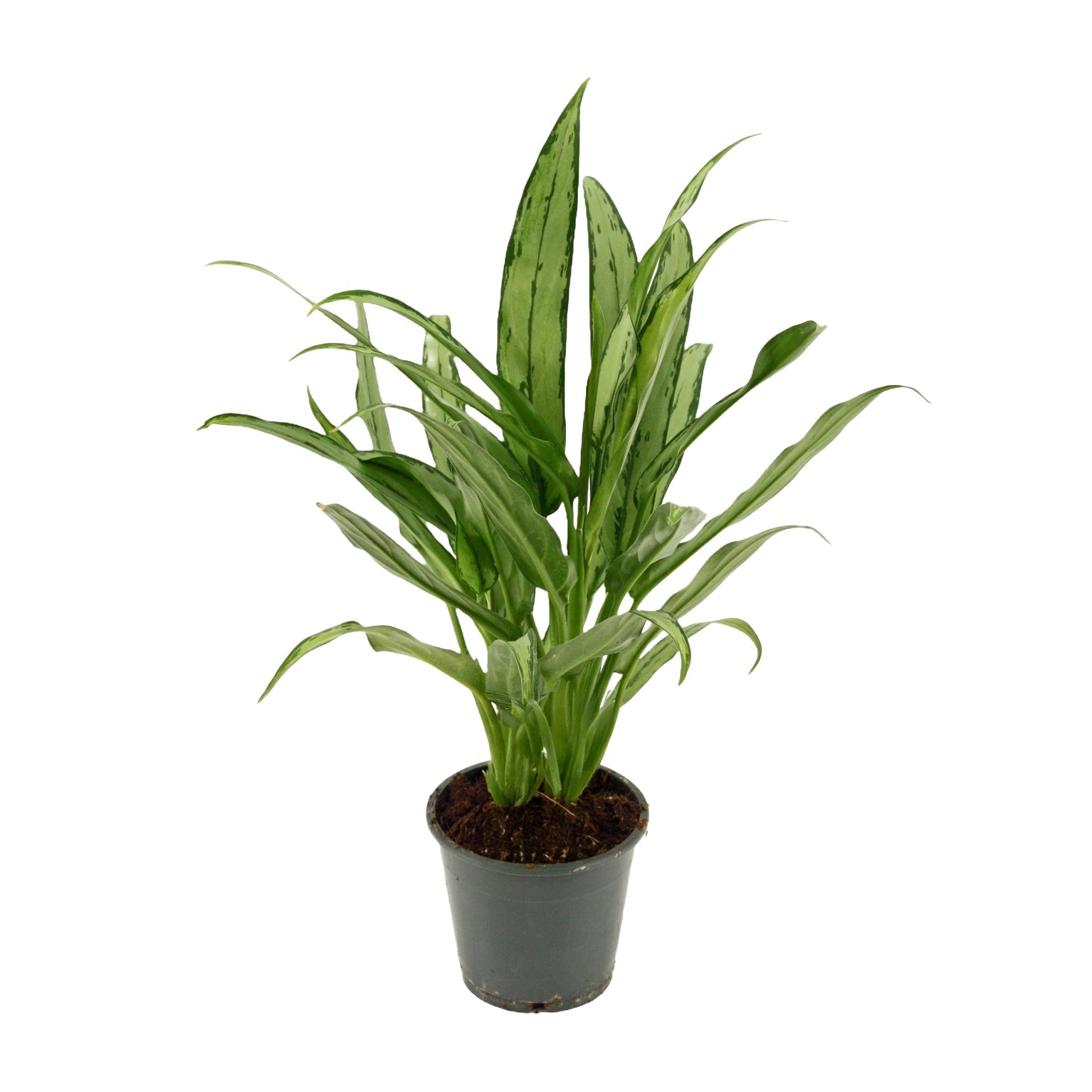 aglaonema cutlass