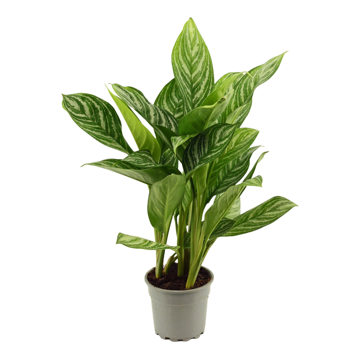 Aglaonema 'Stripes'
