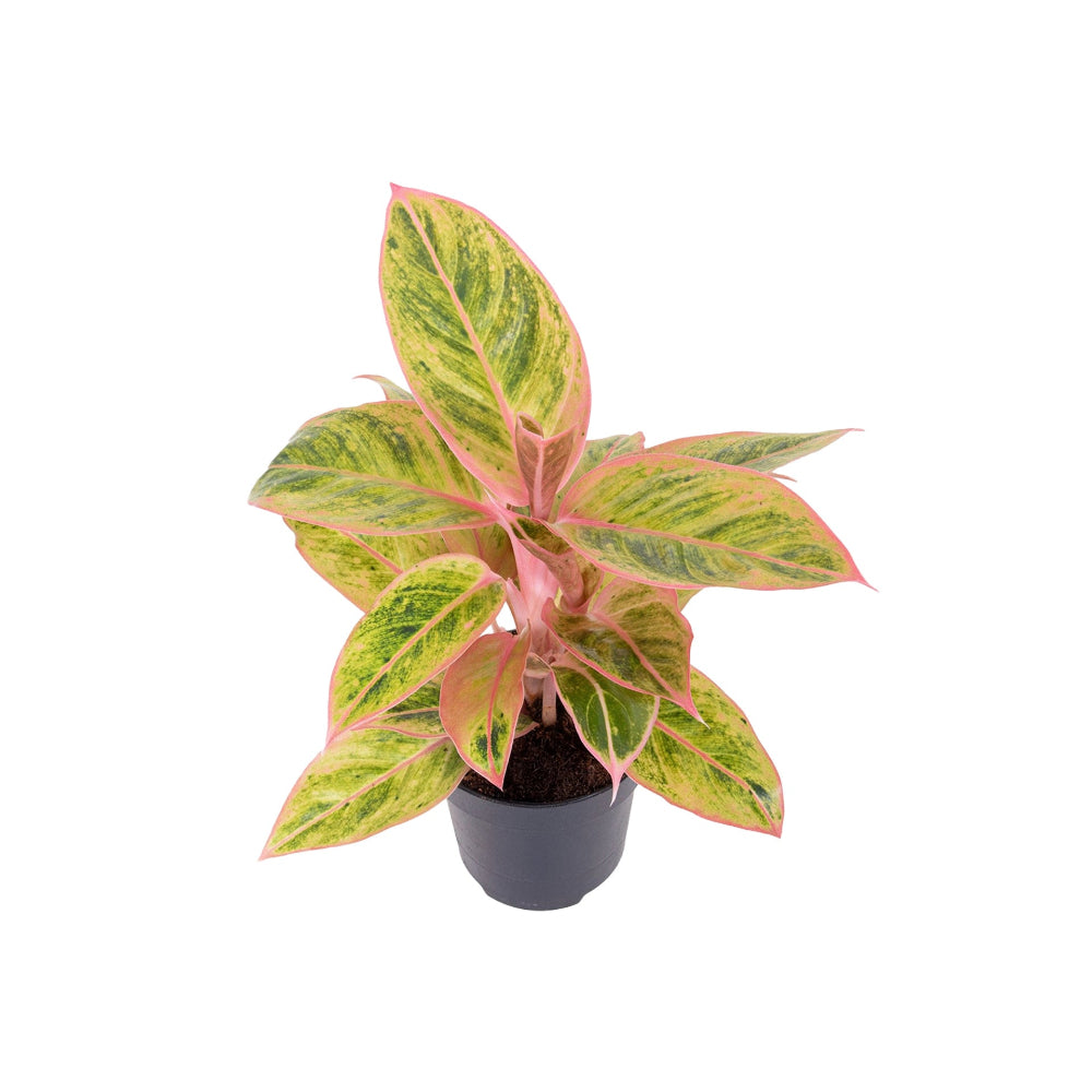 Aglaonema salmon fantasy with vibrant splashes of orange on lime and deep green leaves. 